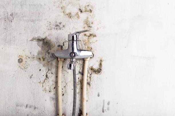 Best Water Damage Restoration  in Hugo, MN