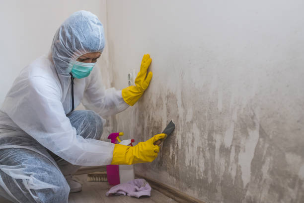 Certified Mold Removal in Hugo, MN
