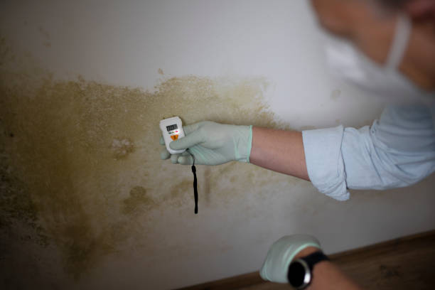 Best Local Mold Removal Service  in Hugo, MN
