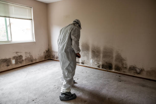 Office Mold Removal Services in Hugo, MN