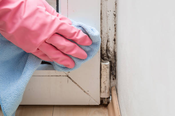 Best Emergency Mold Removal  in Hugo, MN